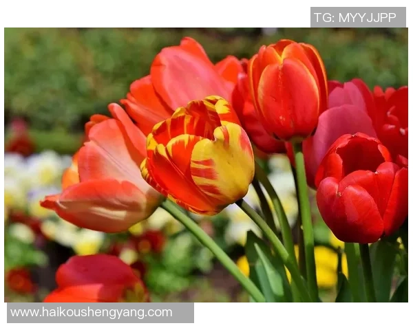 重庆网球队包夹战术分析及其在比赛中的成败得失探讨 重庆网球队包夹战术分析及其在比赛中的成败得失探讨